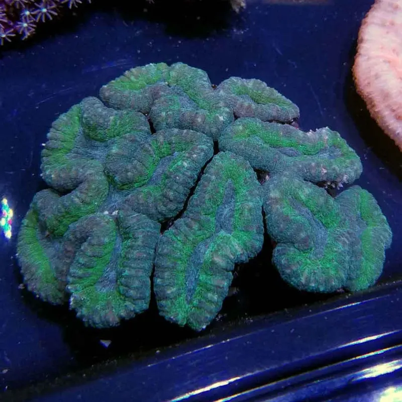 Green Tooth Coral - Lobophyllia sp.
