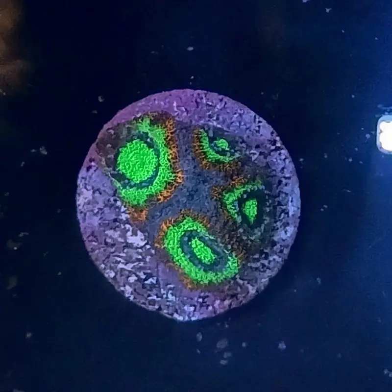 Holy Grail Micromussa Frag - Micromussa amakusensis (ACI)