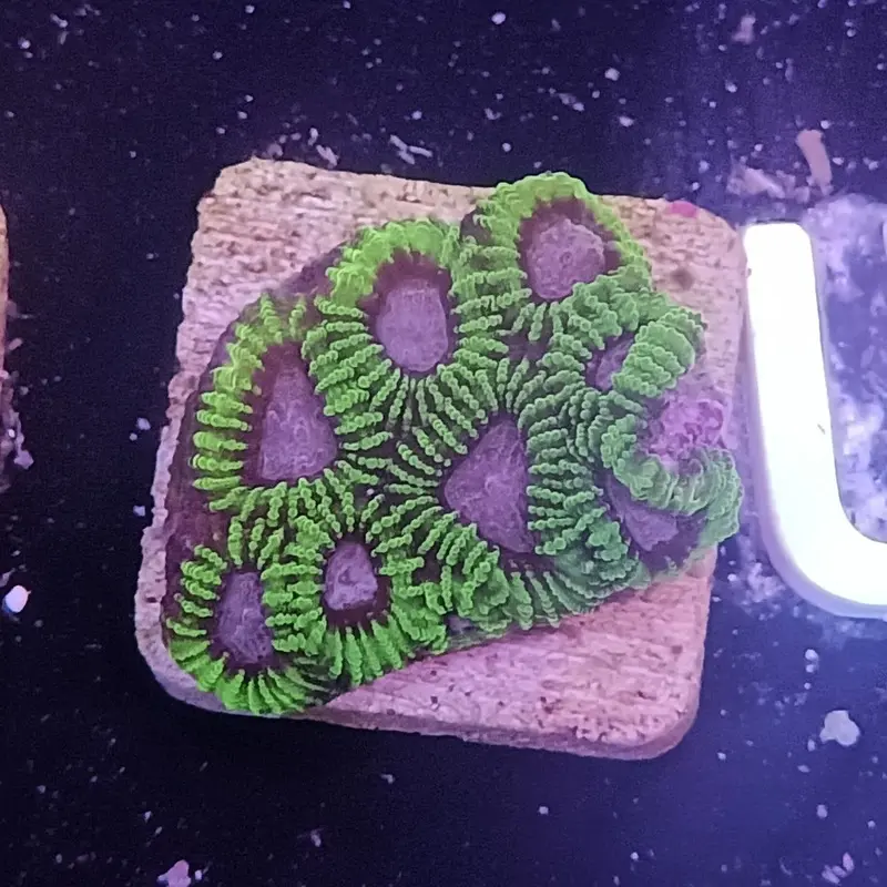 Joker Favia Frag - Favia sp.