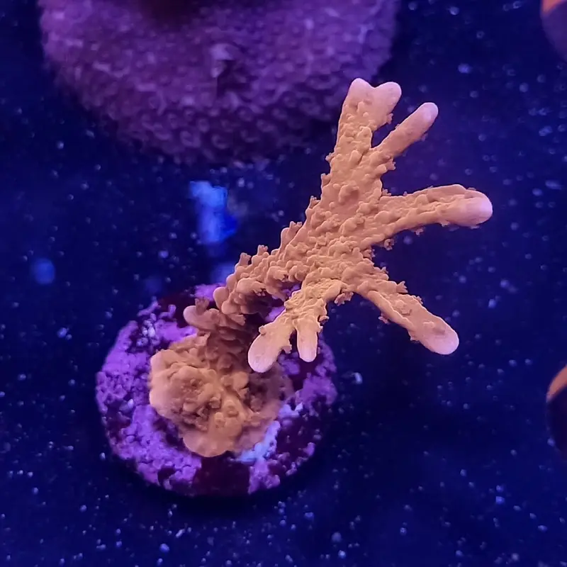 Manilla Spy Monti Frag - Montipora sp. (ACI)