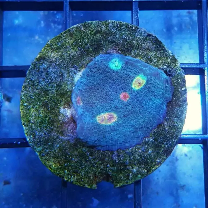 Miami Hurricane Chalice Frag - Echinophyllia sp.
