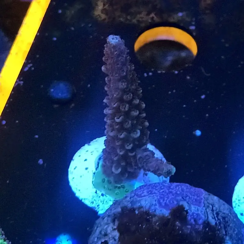 MIMF Fuzzy Pulchra Acro Frag - Acropora pulchra (ORA)