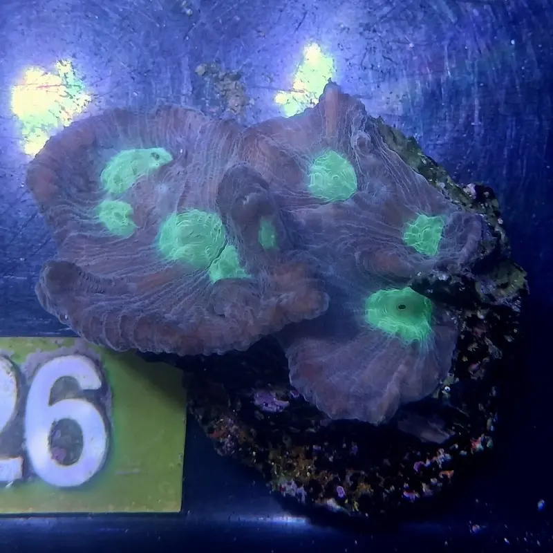 MIMF Pectinia Frag - Pectinia sp. (ORA)