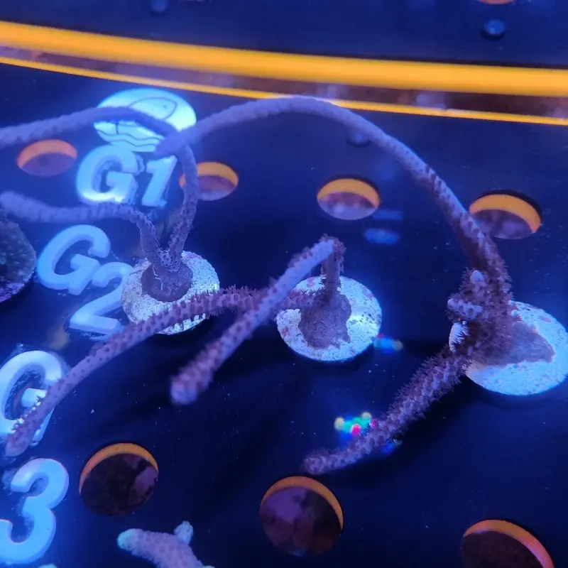 MIMF Rumphella Gorgonian Frag - Rumphella sp. (ORA)