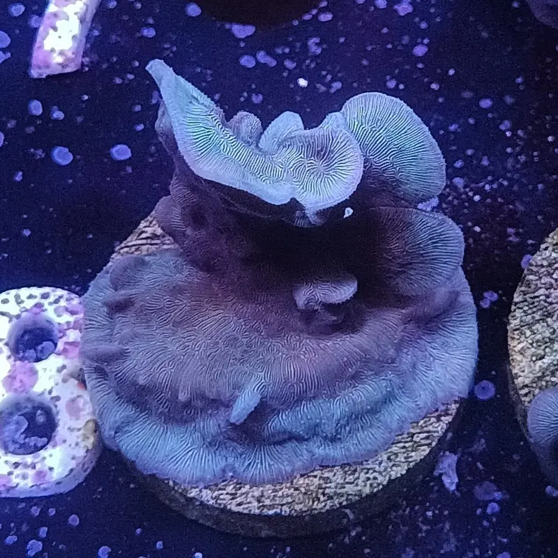Mint Pavona Frag - Pavona frondifera