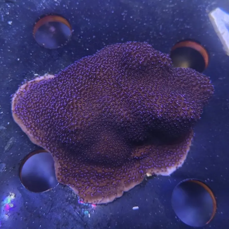 Mystic Sunset Monti Frag - Montipora sp.