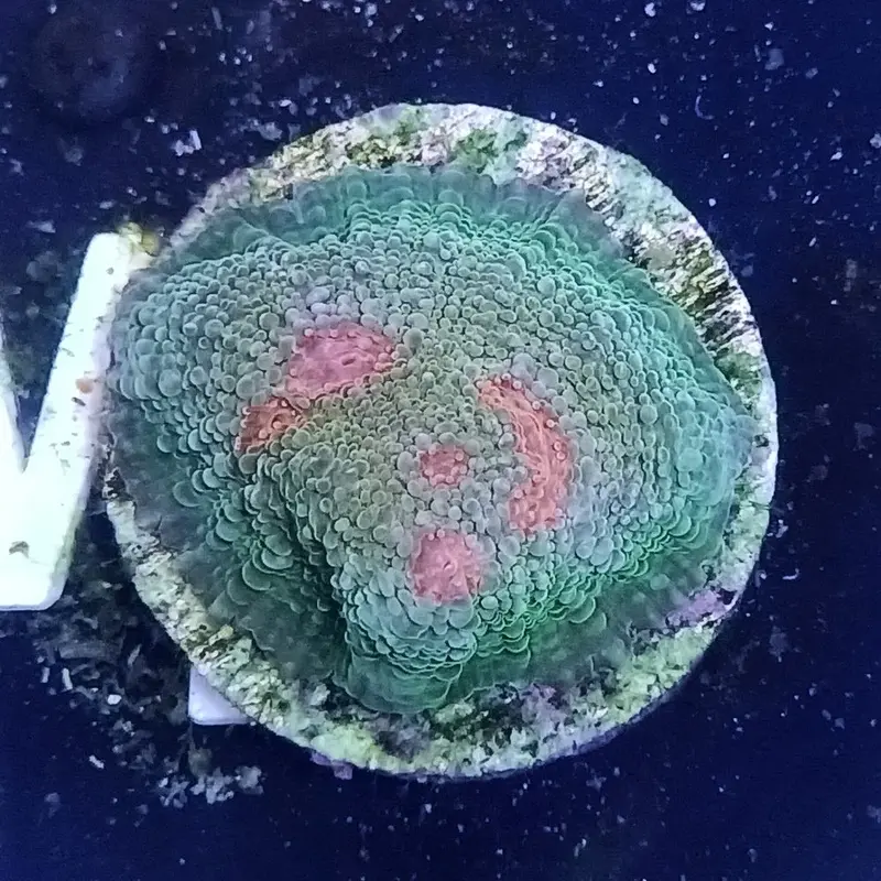 Neon Mummy Eye Chalice Frag - Echinophyllia sp.