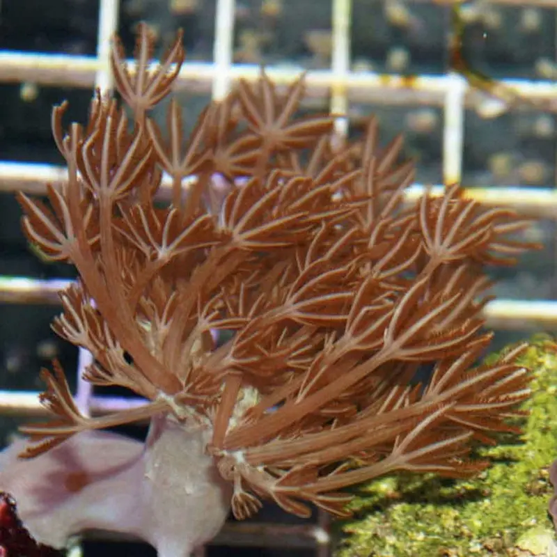 Pulsing Xenia - Xenia sp. - Small