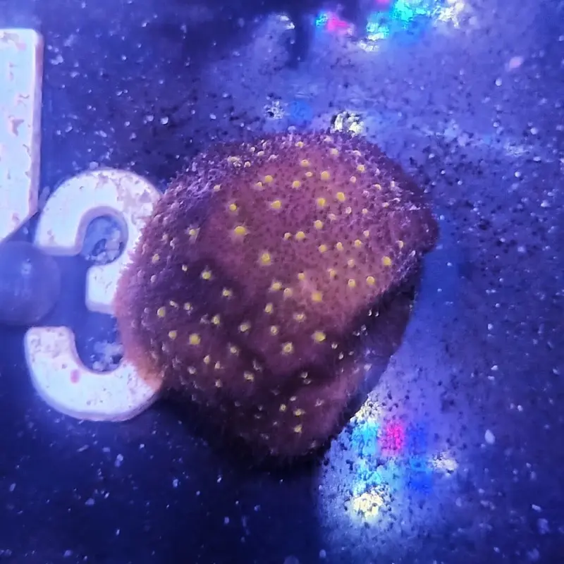 Purple Passion Psamma Frag - Psammacora sp. (ACI)