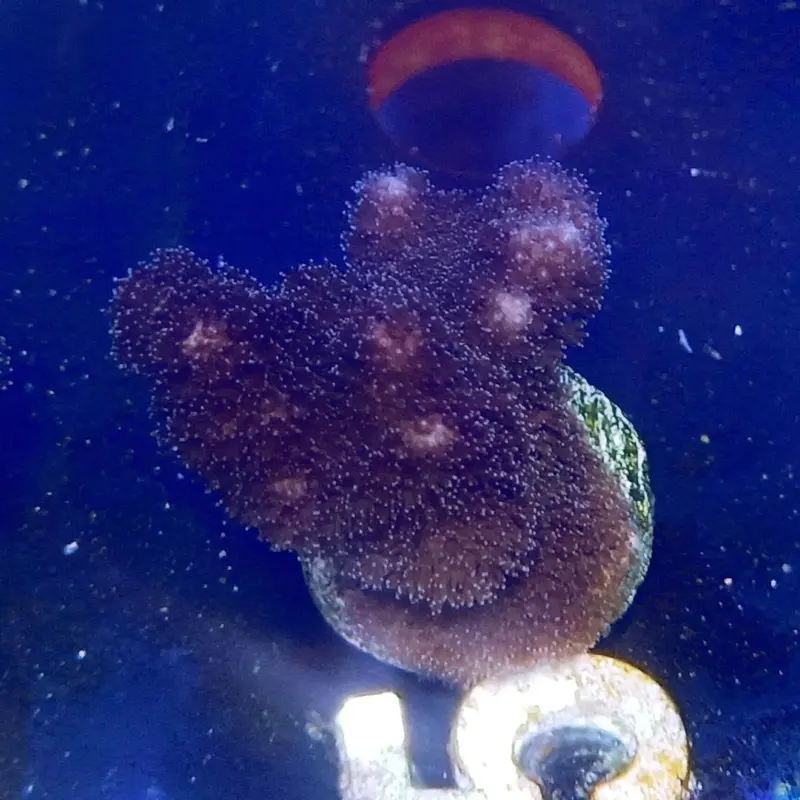 Purple Pocillopora Frag - Pocillopora damicornis