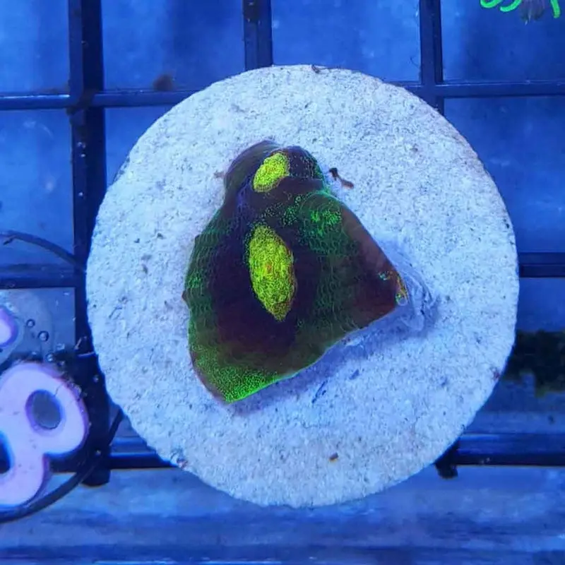 Raja Rampage Chalice Frag - Mycedium sp.