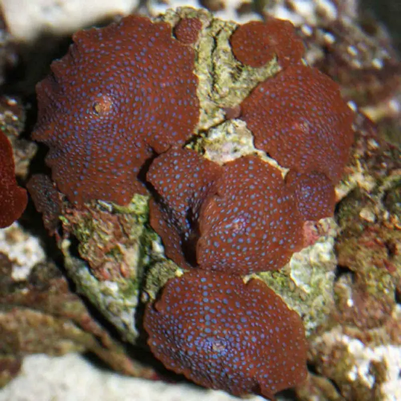 Red Mushroom Rock