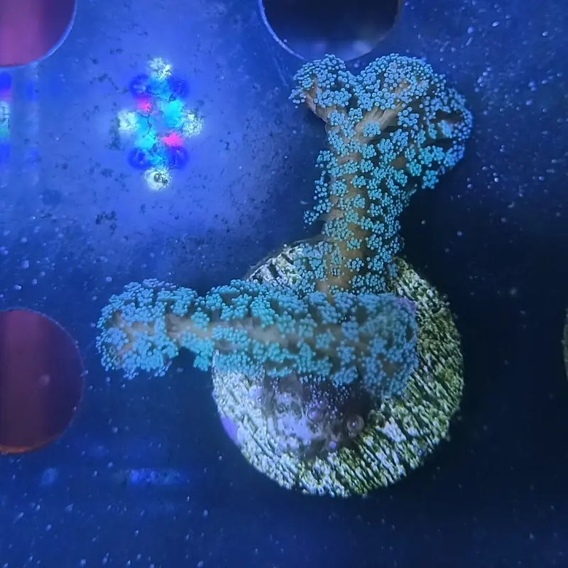 Screaming Green Bird's Nest Frag - Seriatopora sp.
