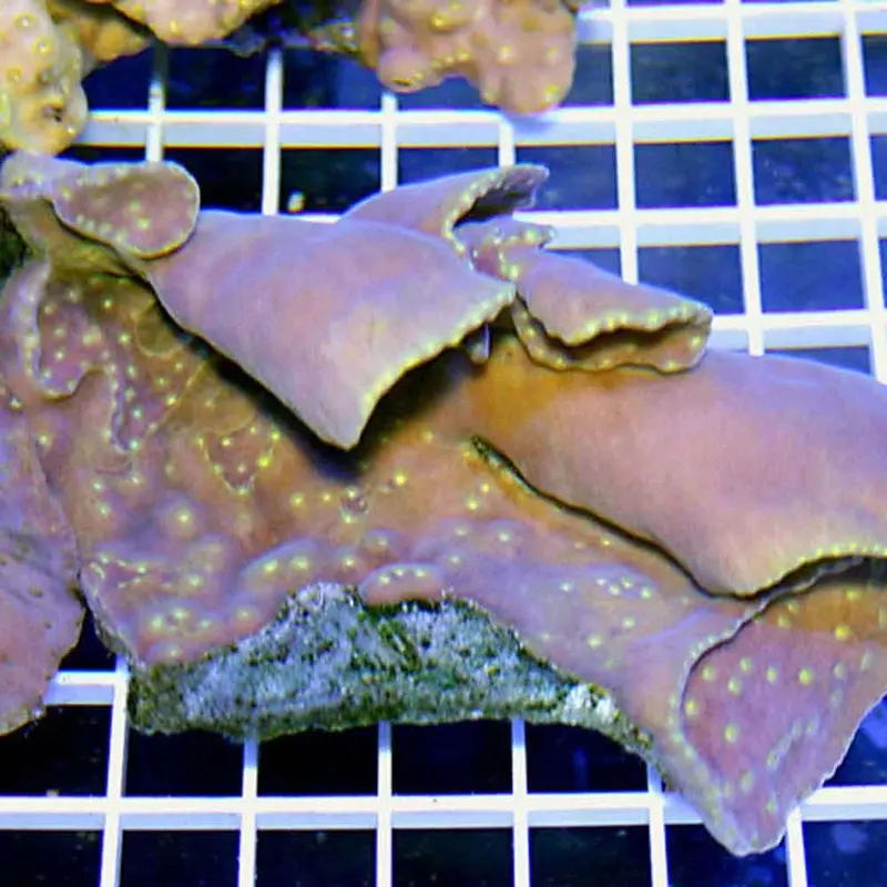 Scroll Coral - Turbinaria sp. - Medium