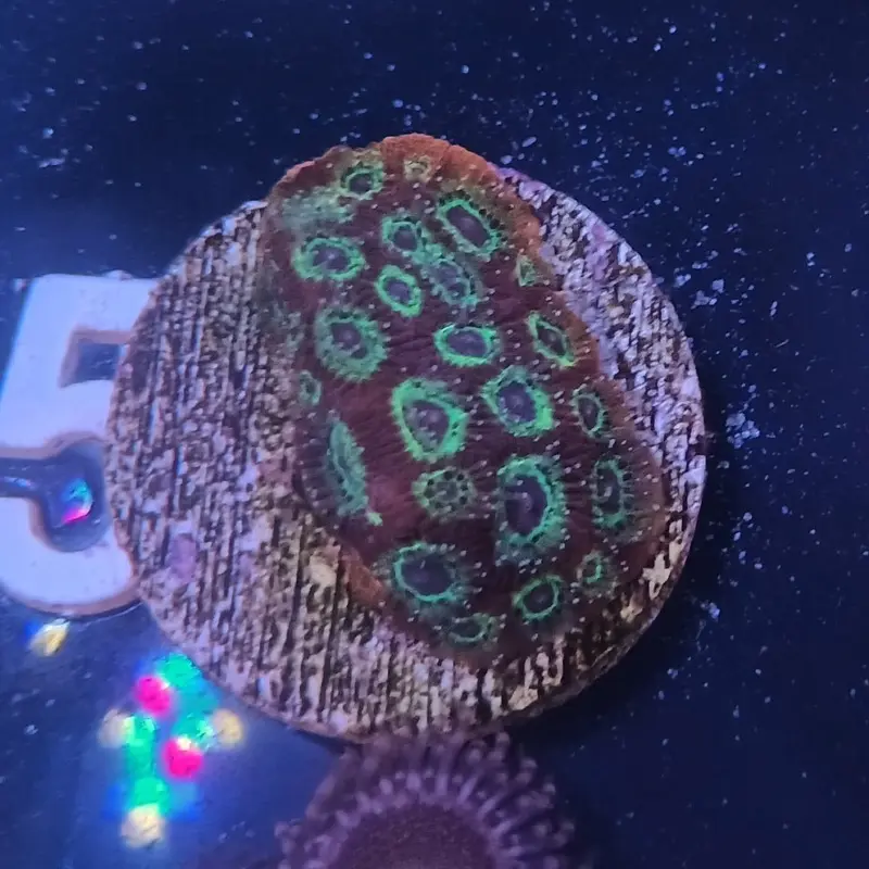 Sector 001 Favites Frag - Favites sp.