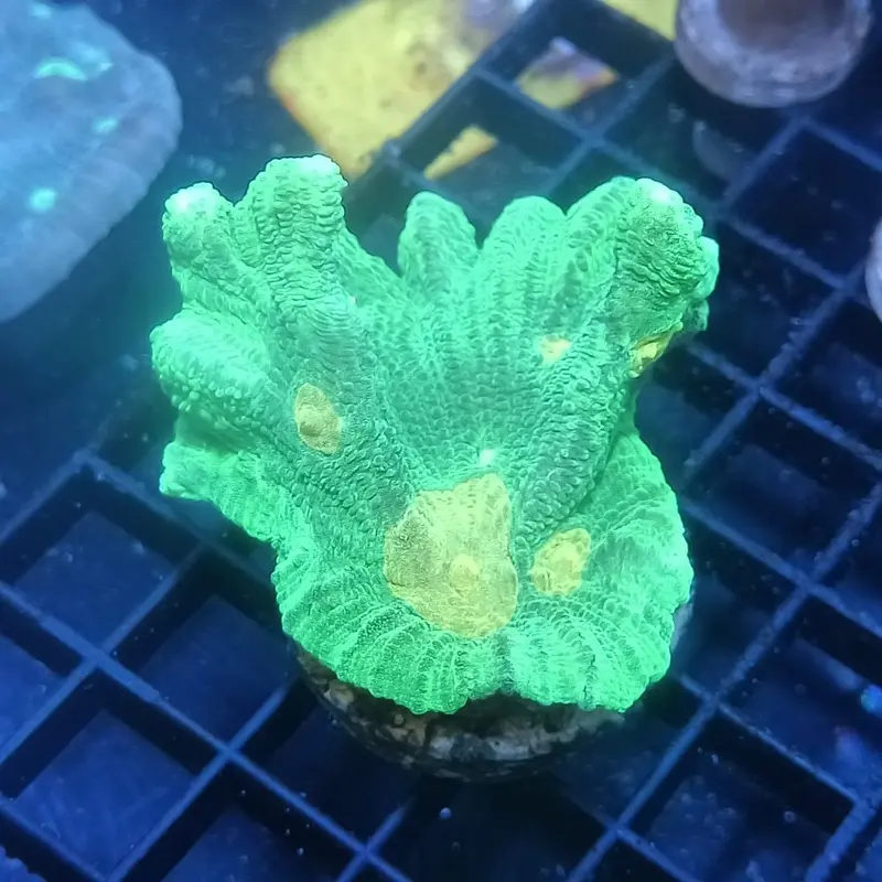 Space Invader Pectinia Frag - Pectinia sp. (ORA)
