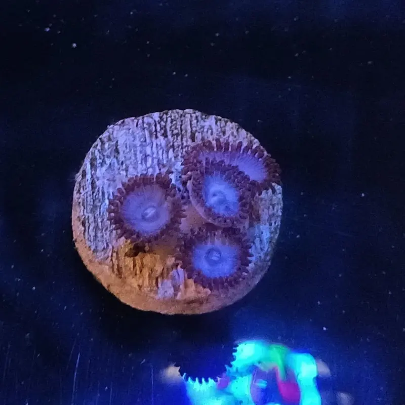 Spiderman Polyp Frag - Zoanthus sp.