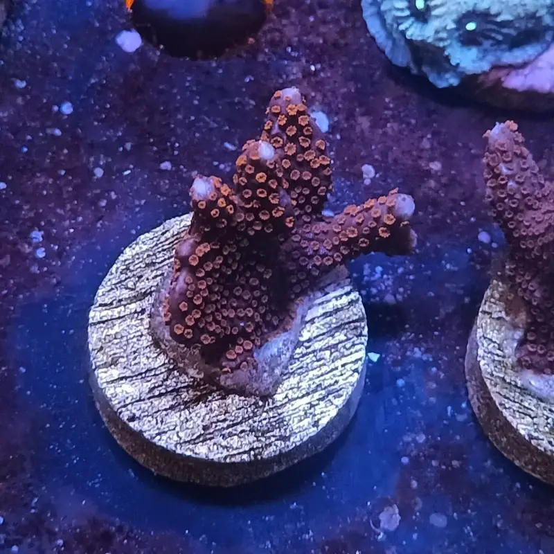 Superman Digitata Frag - Montipora digitata