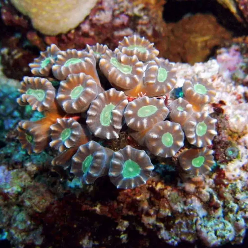 Trumpet Coral - Caulastrea sp. - Medium