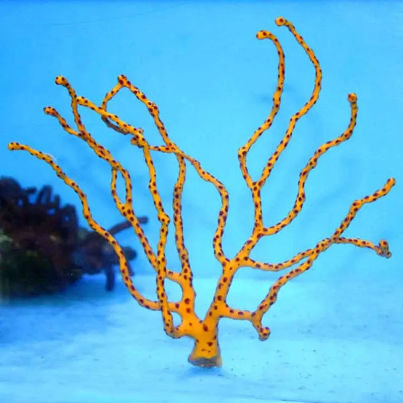Yellow Deepwater Gorgonian - Diodogorgia nodulifera