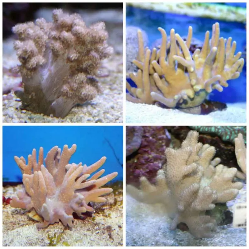 Assorted Finger Leather Coral - Small