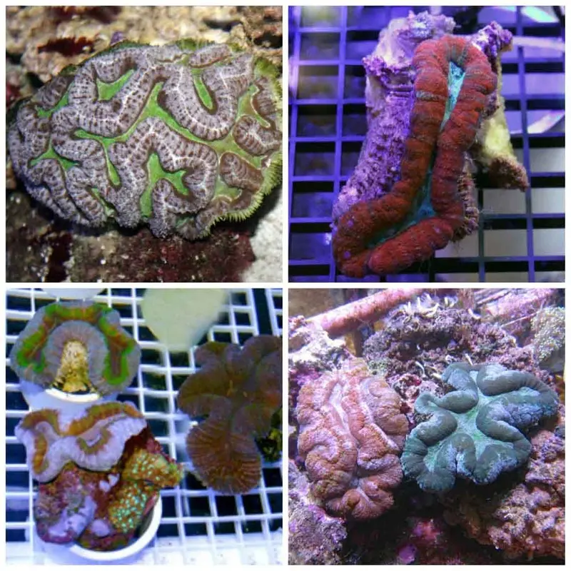 Assorted Tooth Coral - Lobophyllia sp. - Medium/Large