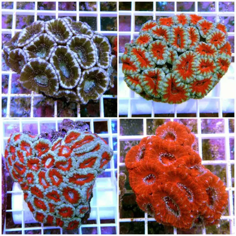 Aussie Acanthastrea lordhowensis - Small/Medium
