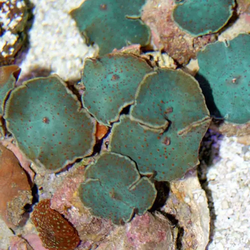 Blue Mushroom Rock