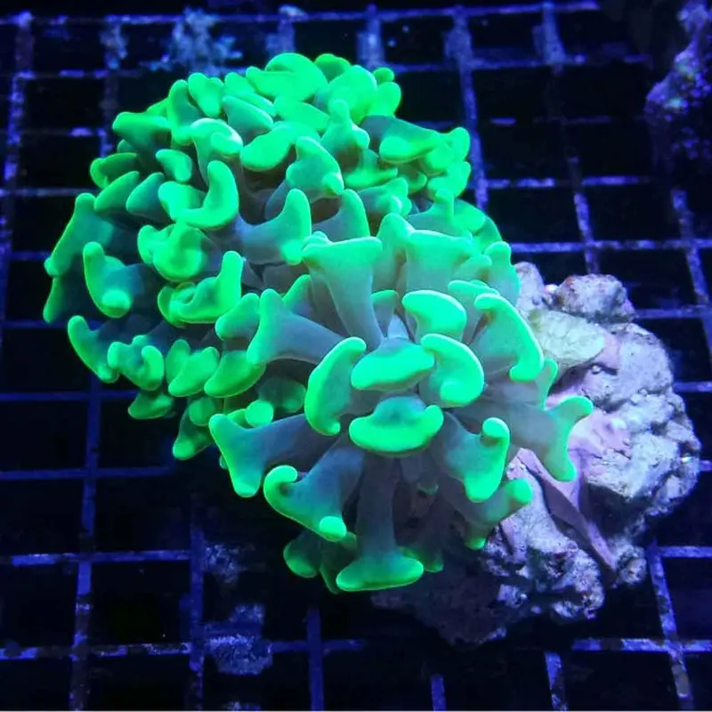 Branching Hammer Coral - Euphyllia parancora - Small