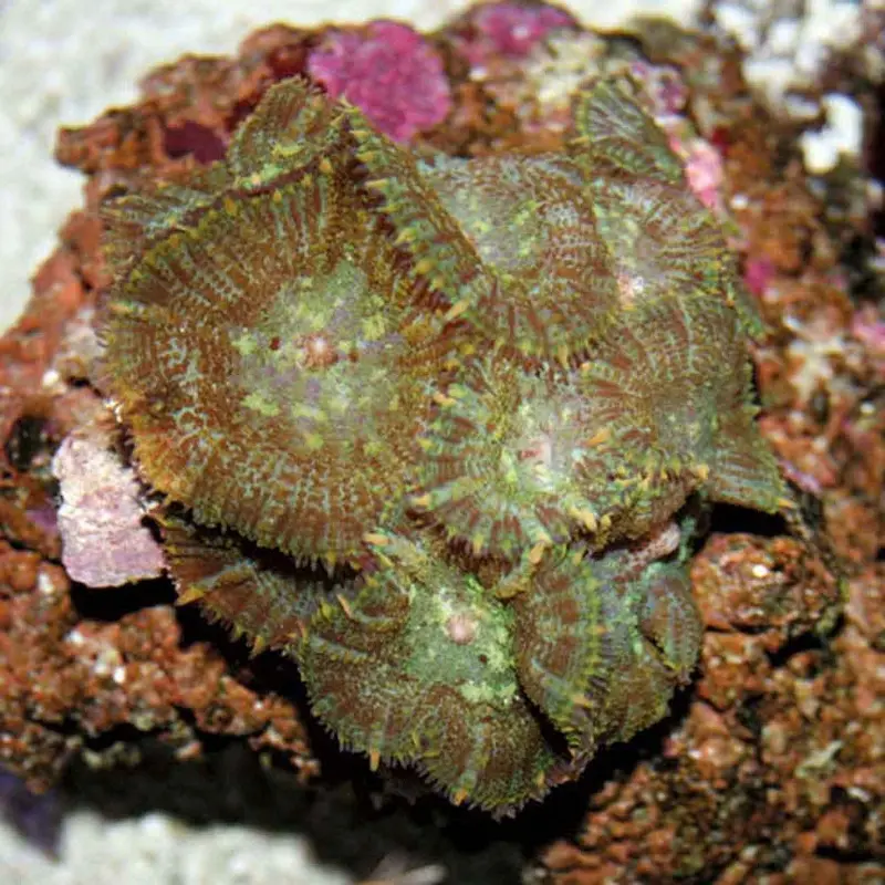 Bullseye Mushroom Rock - Rhodactis sp.