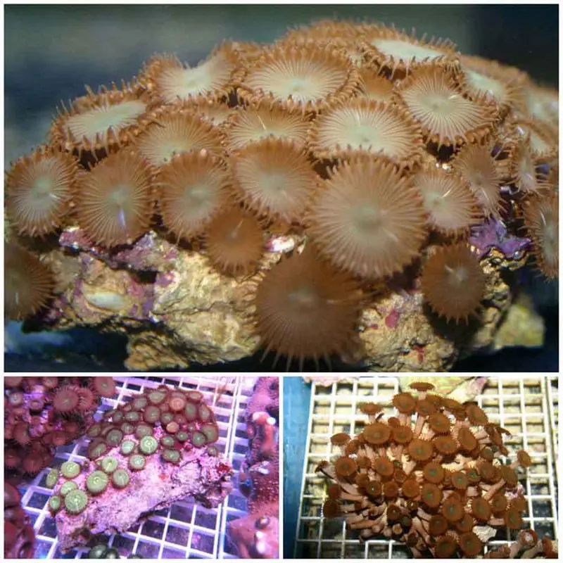 Button Polyp Rock - Protopalythoa sp. - Large