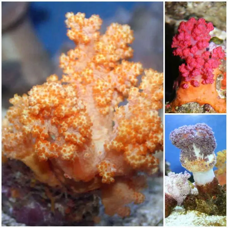 Carnation Coral - Dendronephthya/Scleronephthya sp. - Med/Lg