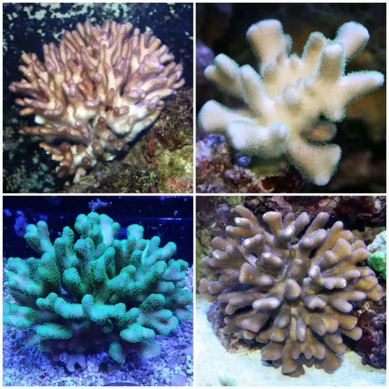 Cat's Paw Coral - Stylophora sp. - Medium