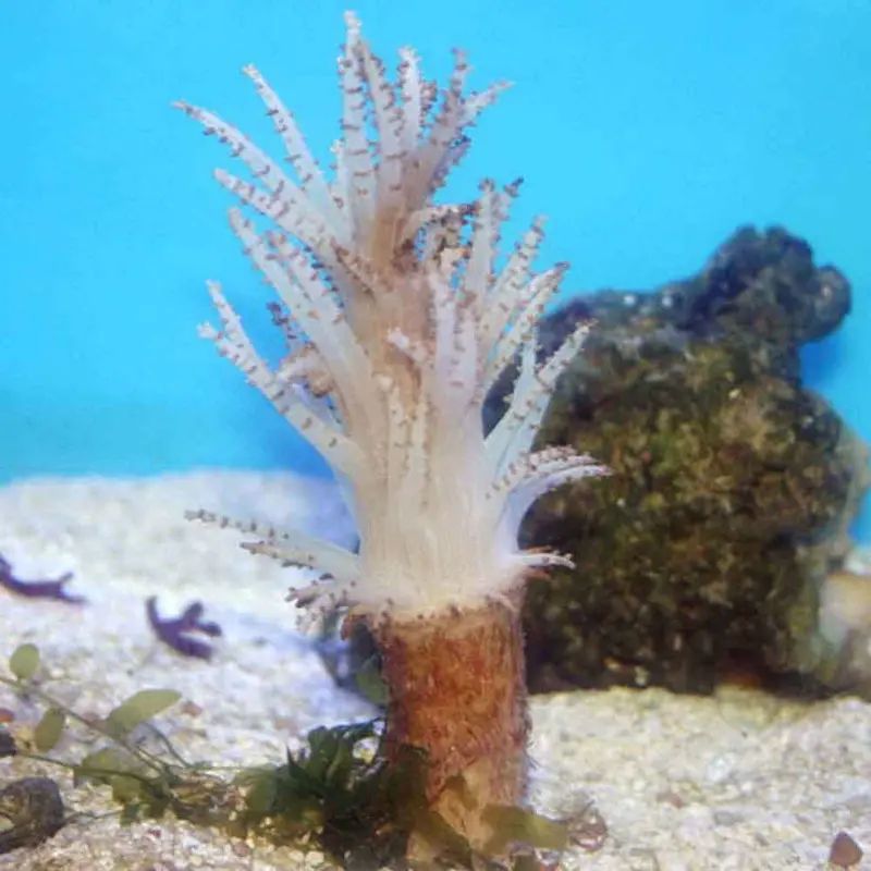 Christmas Tree Coral - Studeriotes sp.