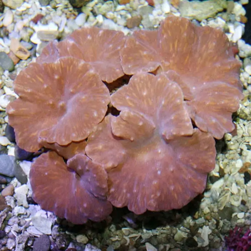 Colonial Leather Coral - Sinularia dura - Small