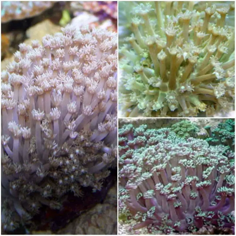Colored Goniopora - Goniopora sp. - Large