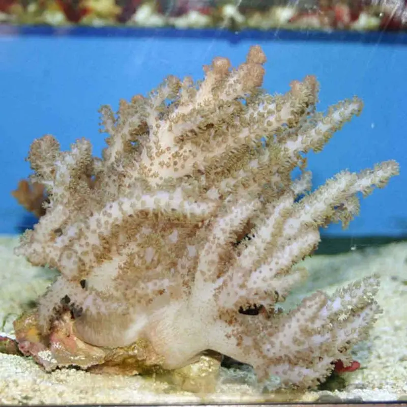 Colt Coral - Cladiella sp. - Medium/Large