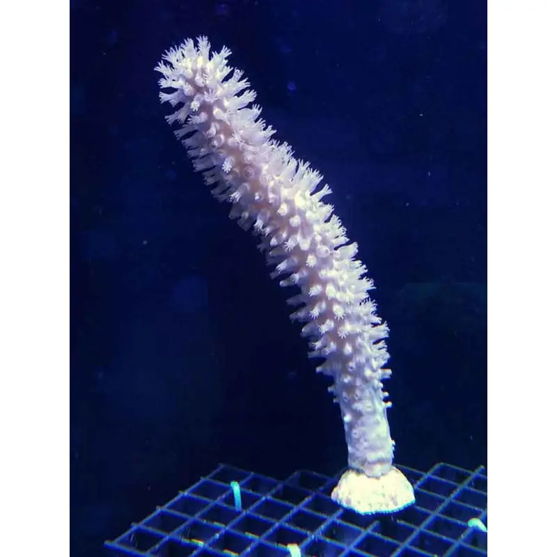Corky Sea Finger - Briareum asbestinum