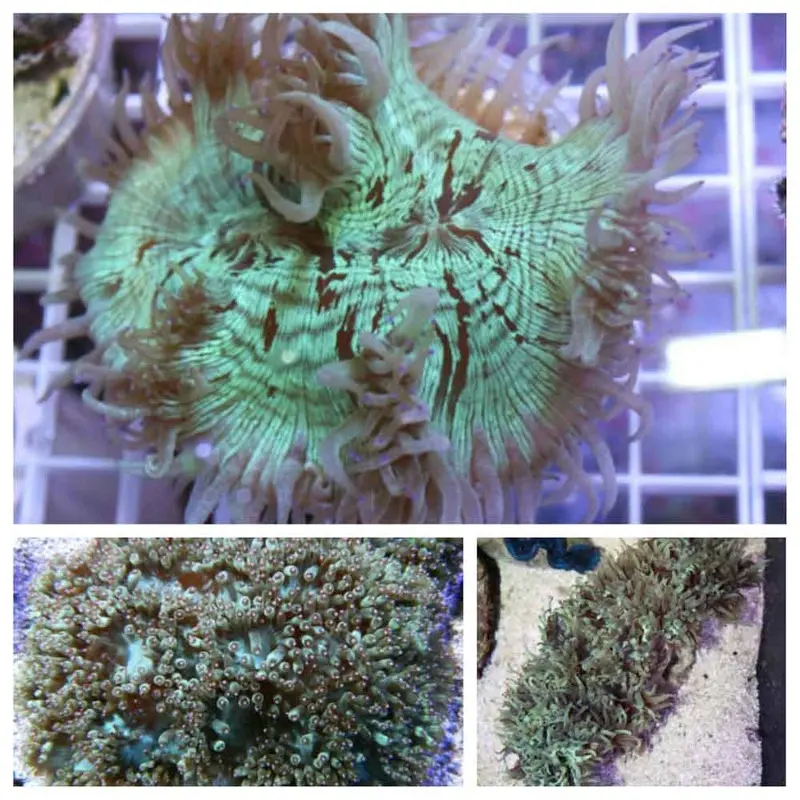 Elegance Coral - Catalaphyllia jardinei - Small/Medium