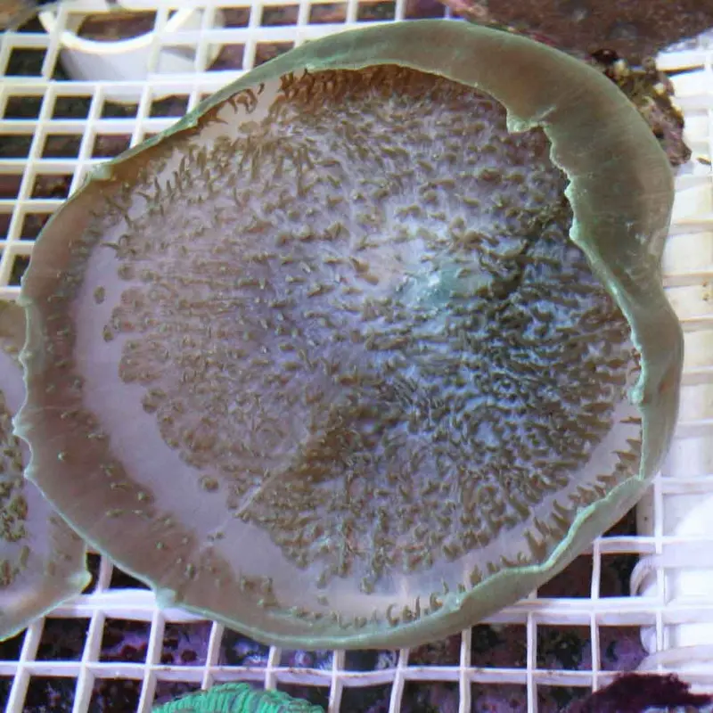 Giant Cup Mushroom - Amplexidiscus sp.