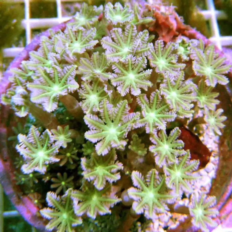 Green Clove Polyp - Clavularia sp. - Large