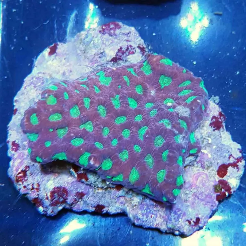 Green-eyed Moon Coral - Favites sp.
