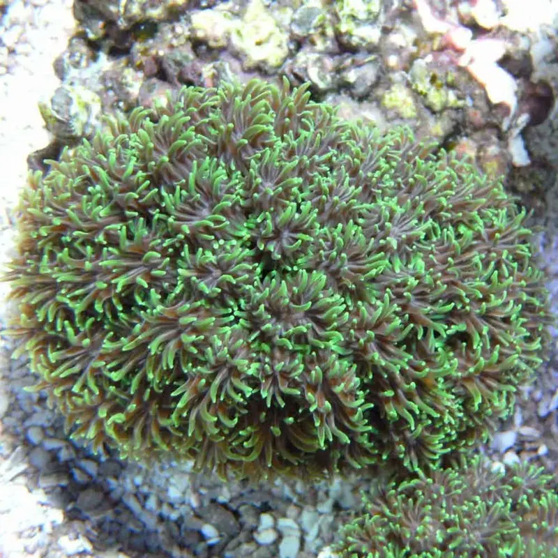 Green Galaxea - Galaxea sp. - Large