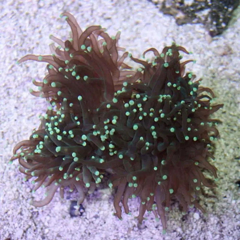 Green-tipped Torch Coral - Euphyllia glabrescens