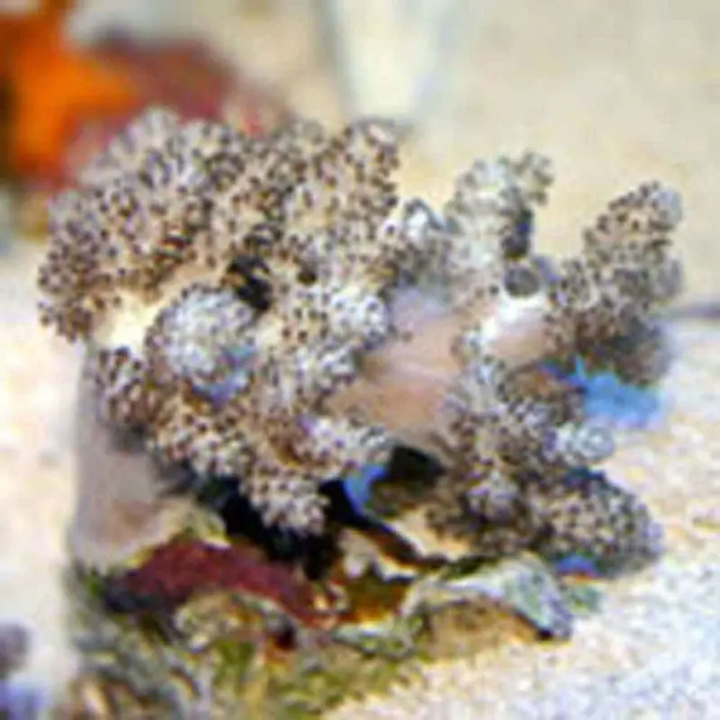 Kenya Tree Coral - Capnella sp. - Medium