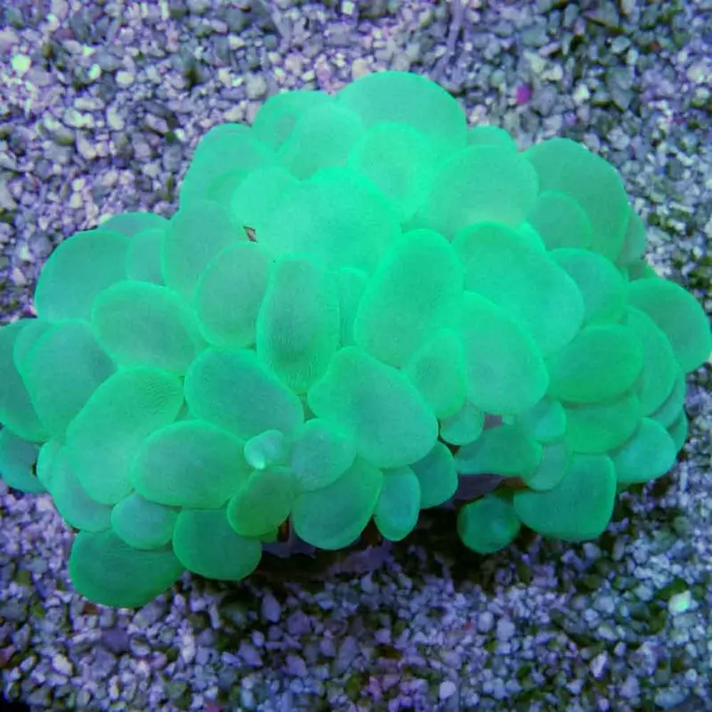 Metallic Green Bubble Coral - Plerogyra sp.