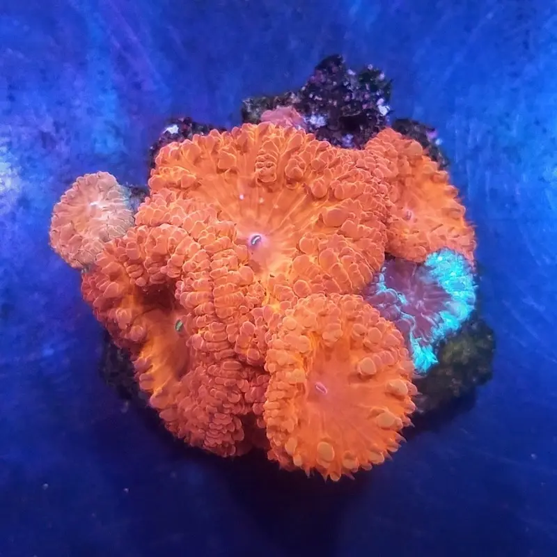 Metallic Red Wellsi - Blastomussa wellsi