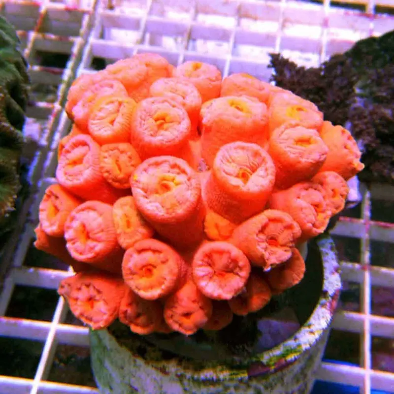 Orange Sun Polyp Coral - Tubastrea sp. - Small