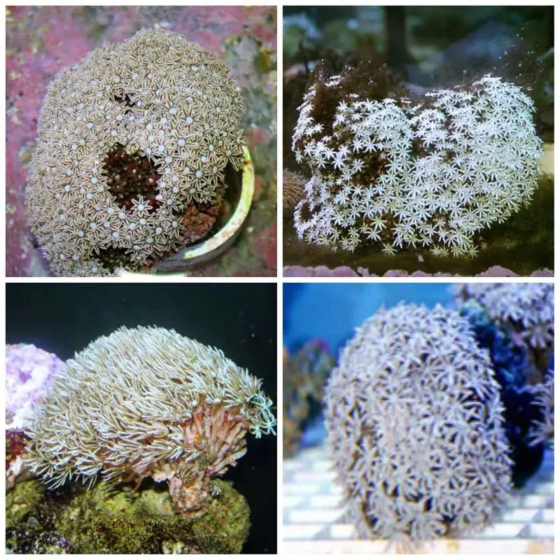 Pipe Organ Coral - Tubipora musica - Large