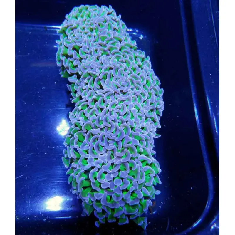 Purple-tipped Green Wall Hammer Coral - Euphyllia ancora